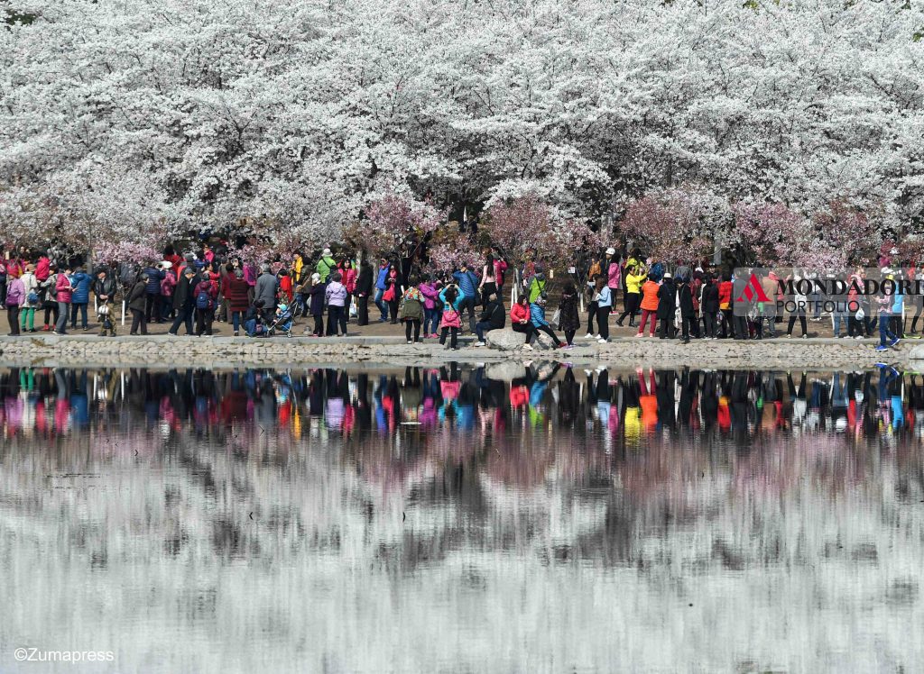 I turisti osservano i ciliegi dello Yuyuantan Park a Pechino, Cina.
