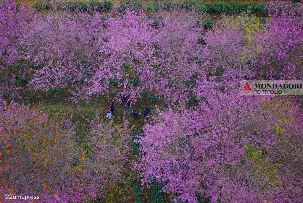 Sakura - I fiori di ciliegio possono essere visti in una piantagione di tè a Xingyi, nel sud-ovest della provincia cinese di Guizhou.