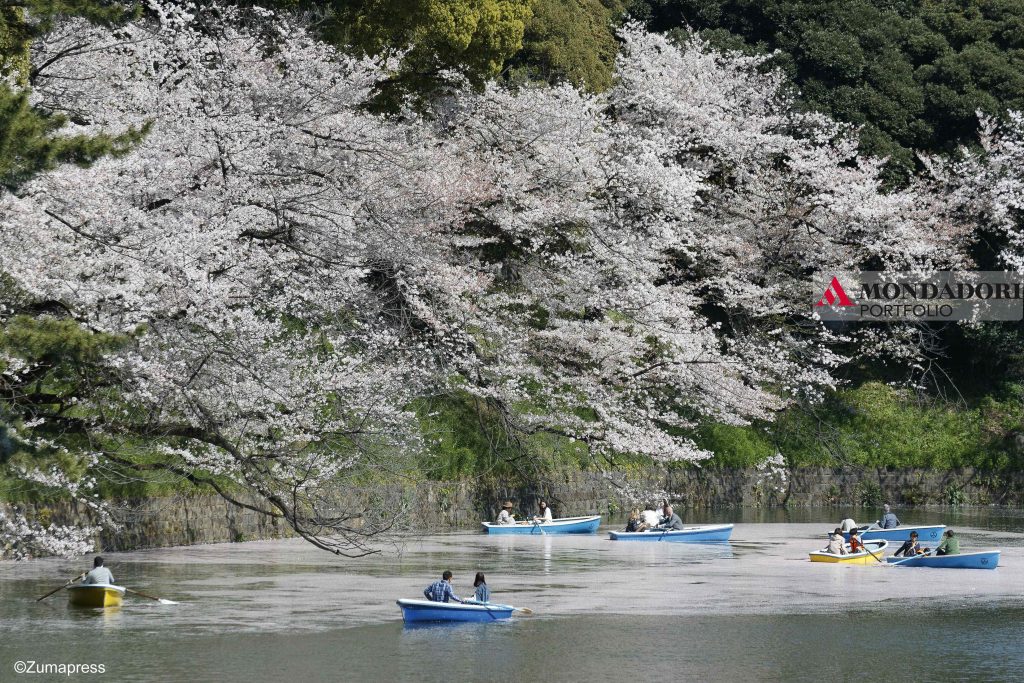 Fiori di ciliegio in piena fioritura al parco Chidorigafuchi a Tokyo, in Giappone.
