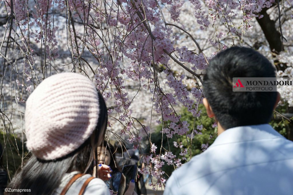 La gente cammina sotto i fiori di ciliegio in piena fioritura al parco di Chidorigafuchi a Tokyo, Giappone