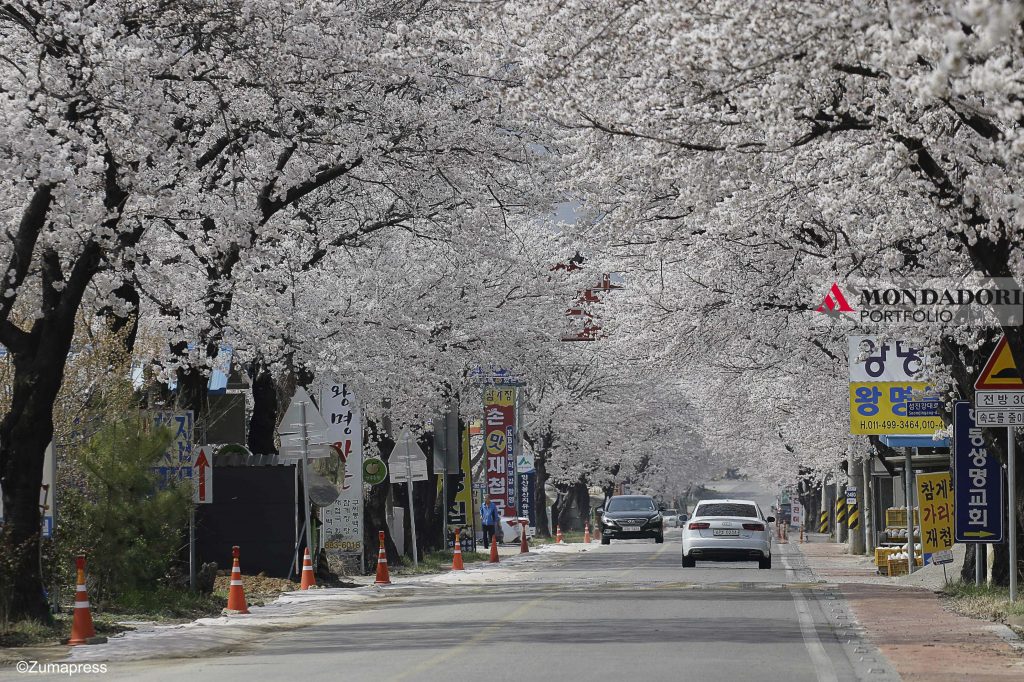 fiori di ciliegio sul lato della strada a Hadong-Gun, Corea del sud