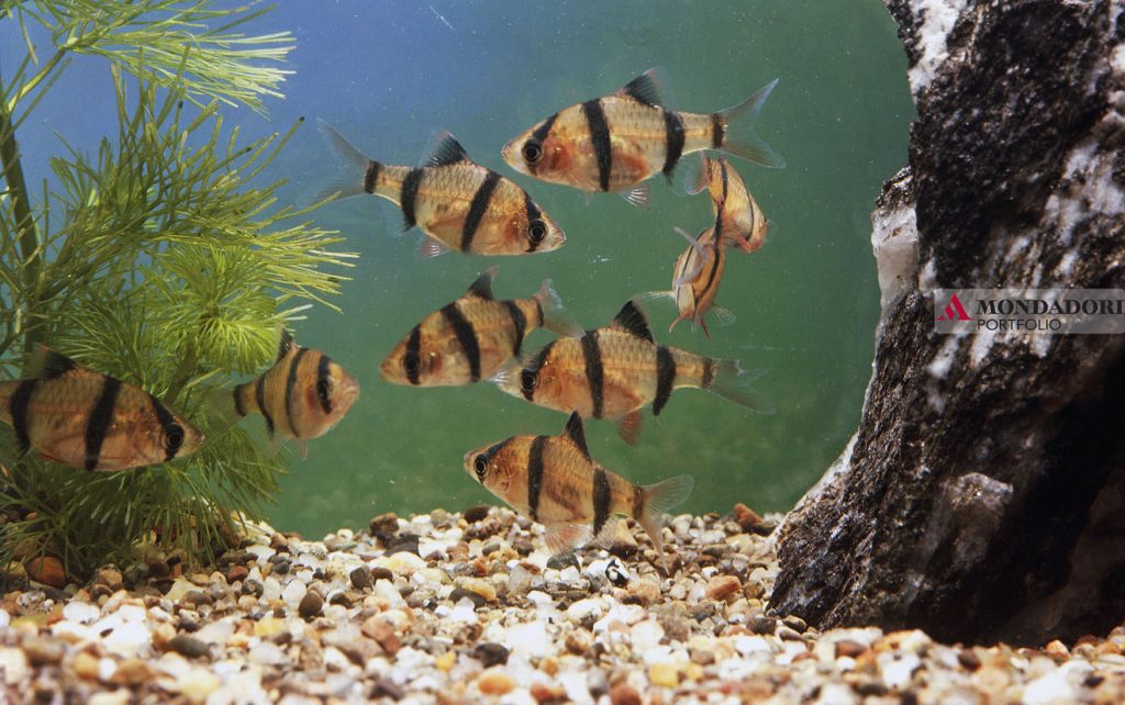 Neppure i pesci sfuggono al fascino strisciante delle tigri, e anche nel più modesto acquario domestico si può avvistare un Barbo tigre, un pesce d'acqua dolce a righe nere e arancioni