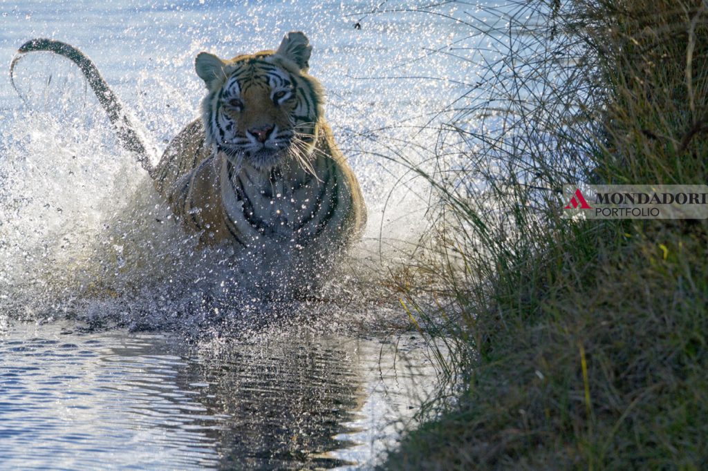 Tigre - Una tigre del Bengala corre in acqua. Le tigri sono ottime nuotatrici