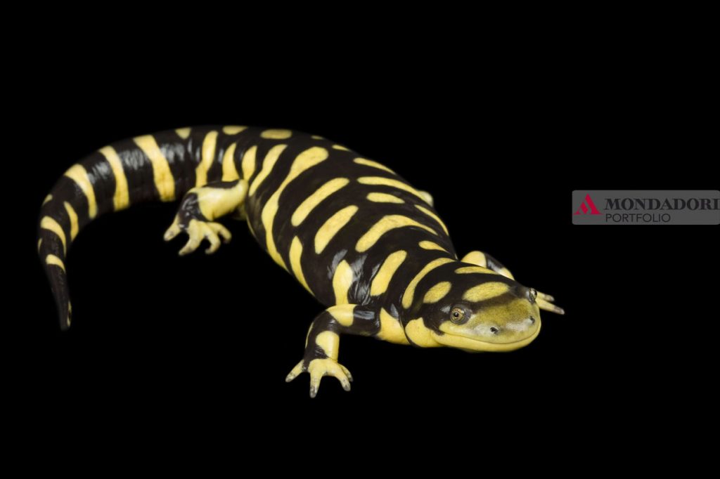 Anche le salamandre rendono omaggio alle tigri, grazie alla Salamandra Tigrata, presente negli Stati Uniti settentrionali e in Canada.