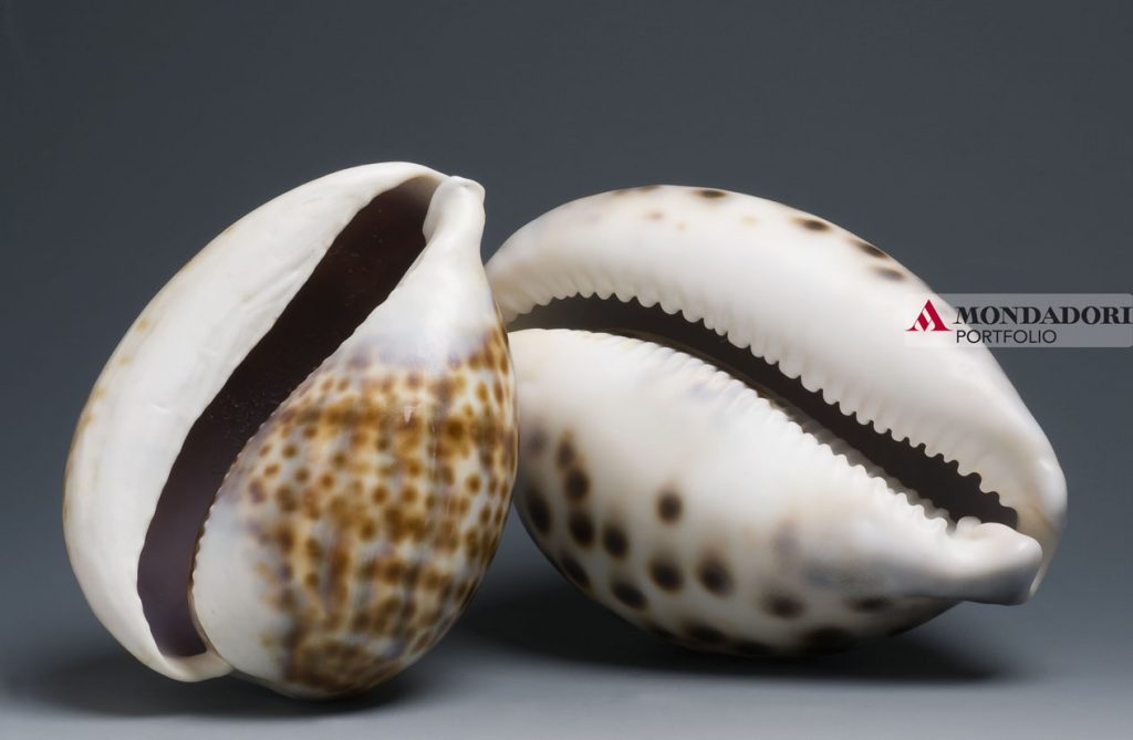 Delle conchiglie di Ciprea tigrata, dei molluschi marini con delle belle conchiglie lucide e che ricordano la porcellana.
