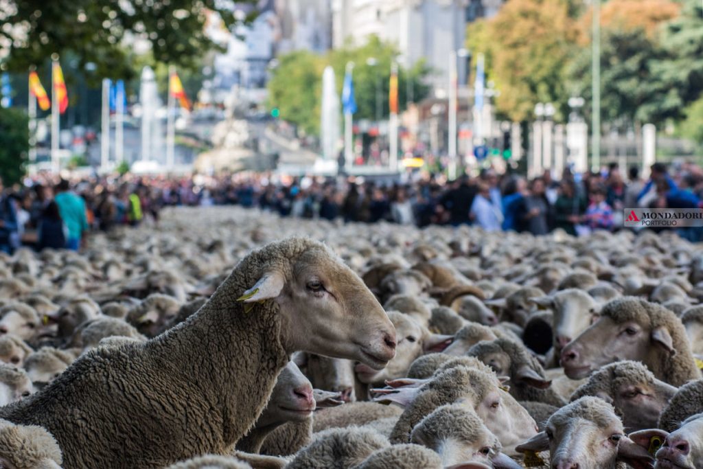 Le pecore attraversano le strade di Madrid durante l'annuale Fiesta de la Transhumancia ed è un omaggio alla comunità agricola e alla migrazione del bestiame nel sud della Spagna per i mesi invernali. Ogni anno alla fine di ottobre, le strade di Madrid sono occupate da migliaia di pecore invece di automobili.