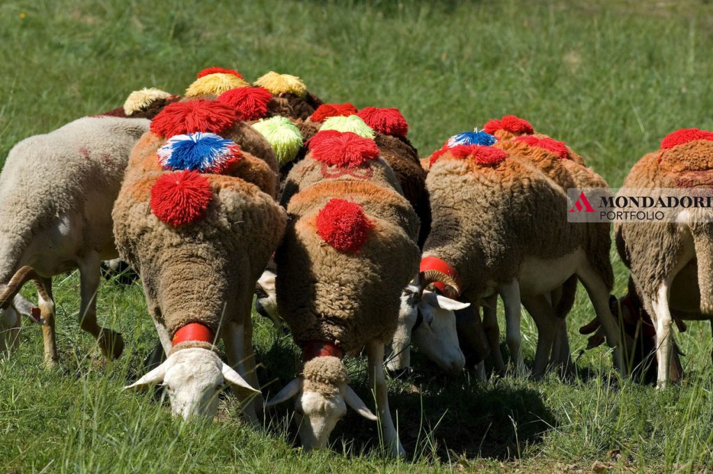 Pecore vestite a festa per la transumanza nel Massiccio centrale francese