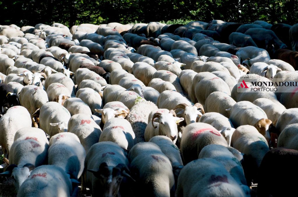 La transumanza delle pecore nel Massiccio Centrale francese