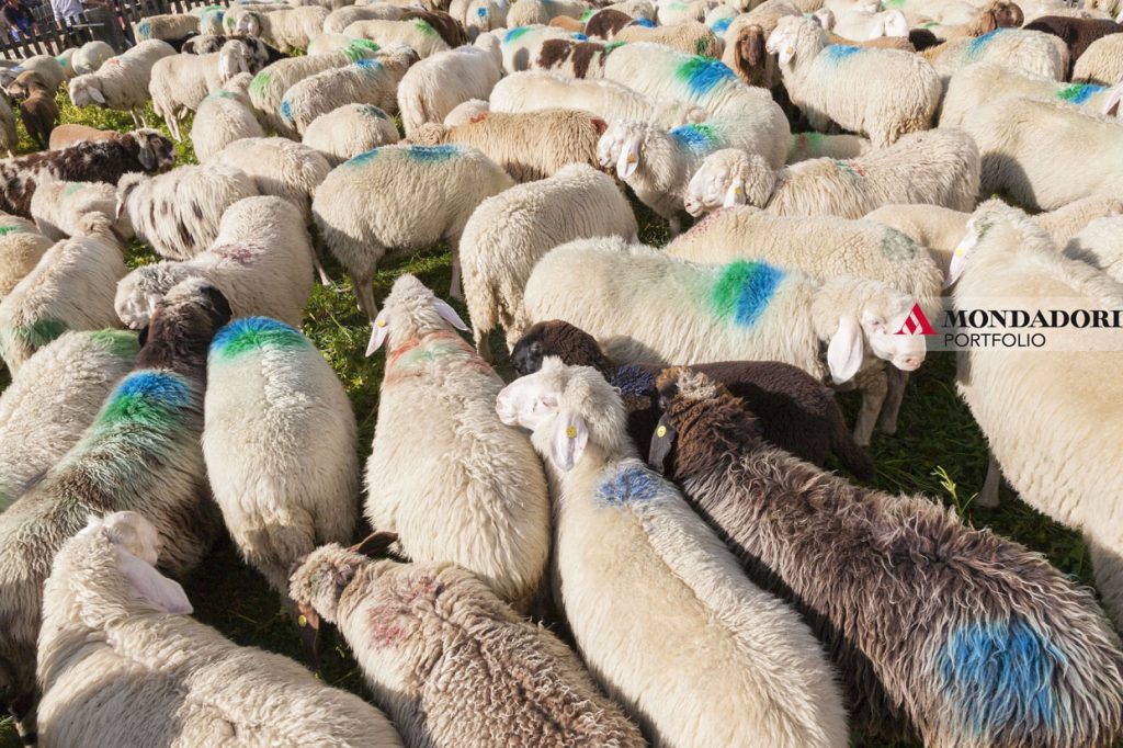 Un grande gregge di pecore attraversa la cresta alpina nelle Alpi di Otztal tra l'Alto Adige in Italia, e il Tirolo in Austria. Questo gregge fa parte del patrimonio culturale immateriale dell'UNESCO. Dopo essere arrivate nella valle, le pecore vengono divise tra i contadini che selezionano le loro pecore e questa tradizione si chiama anche "ritorno delle pecore". Dal 14 ° secolo nel mese di giugno e settembre diverse migliaia di pecore attraversano l'Hochjoch e il Niederjoch a 3016 metri s.l.m. verso i loro pascoli estivi. Coprono fino a 44 km di distanza e 3200 m di altitudine, a seconda del punto di partenza. La marcia attraversa sentieri ripidi, ghiacciai e creste moreniche
