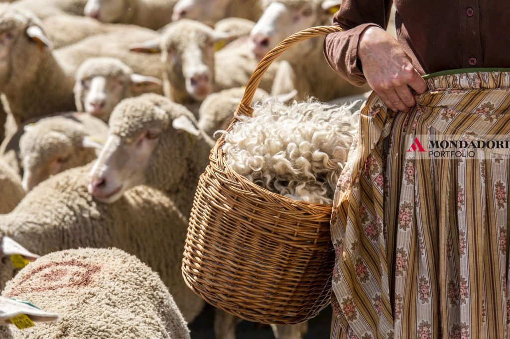 A Saint-Remy de Provence ogni anno si tiene un grande festival in occasione della transumanza, con pecore e abiti tradizionali