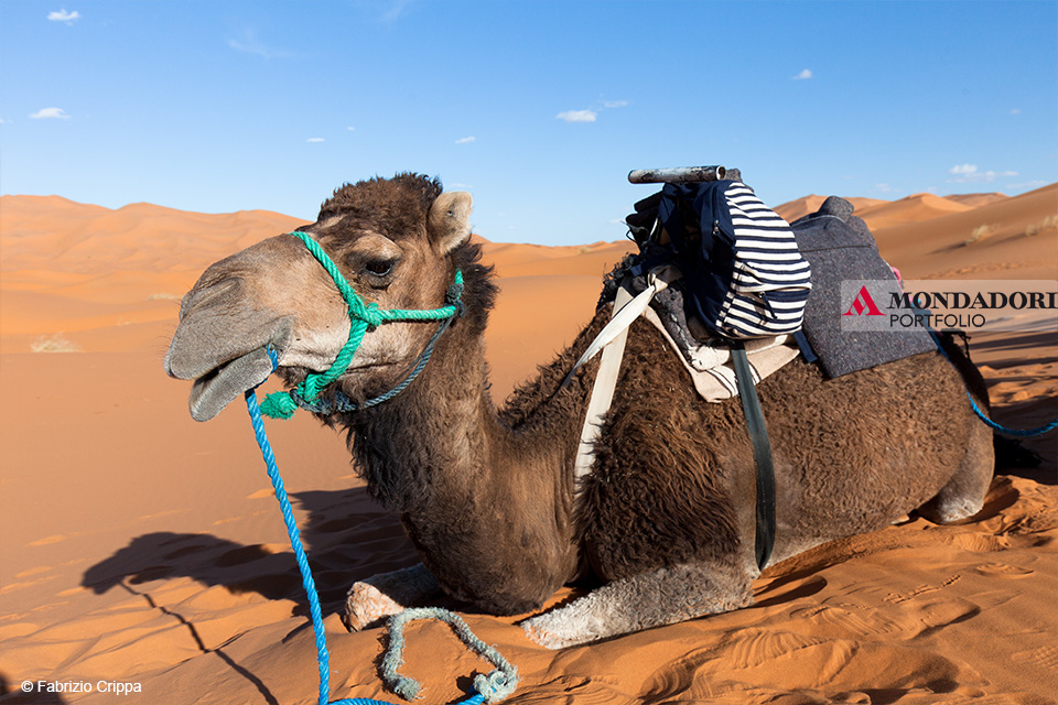 Primo piano di un cammello nel Deserto del Sahara a Merzouga